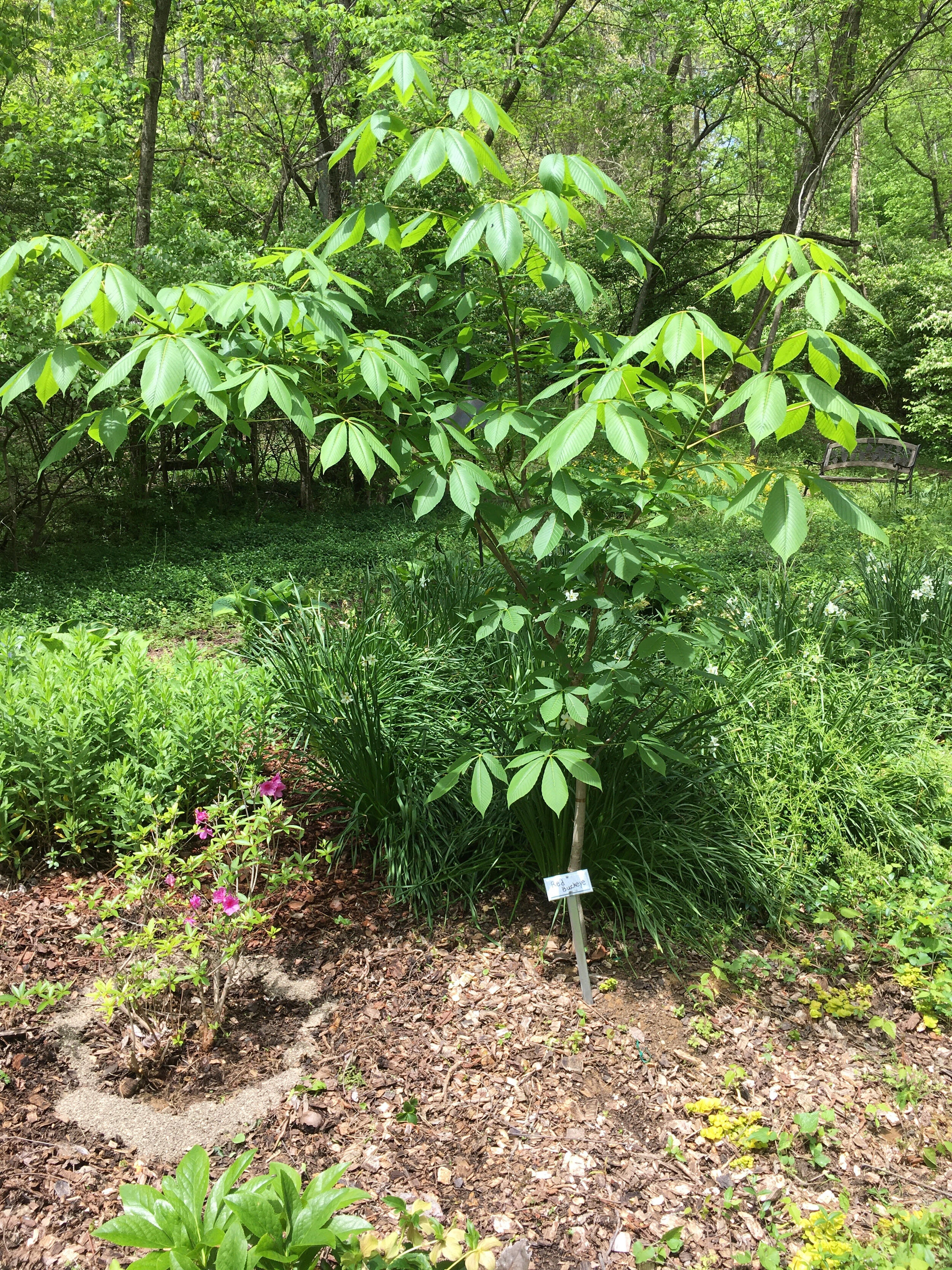 34) Oak Leaf Hydrangea