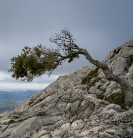 Sun., Feb. 1, 11 AM: Multi-Generational Sunday Service, Introduction to Soul Matters Theme: "Embodying Resilience" (Hybrid)