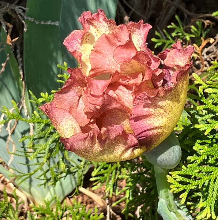 Flower in Still Spring Garden