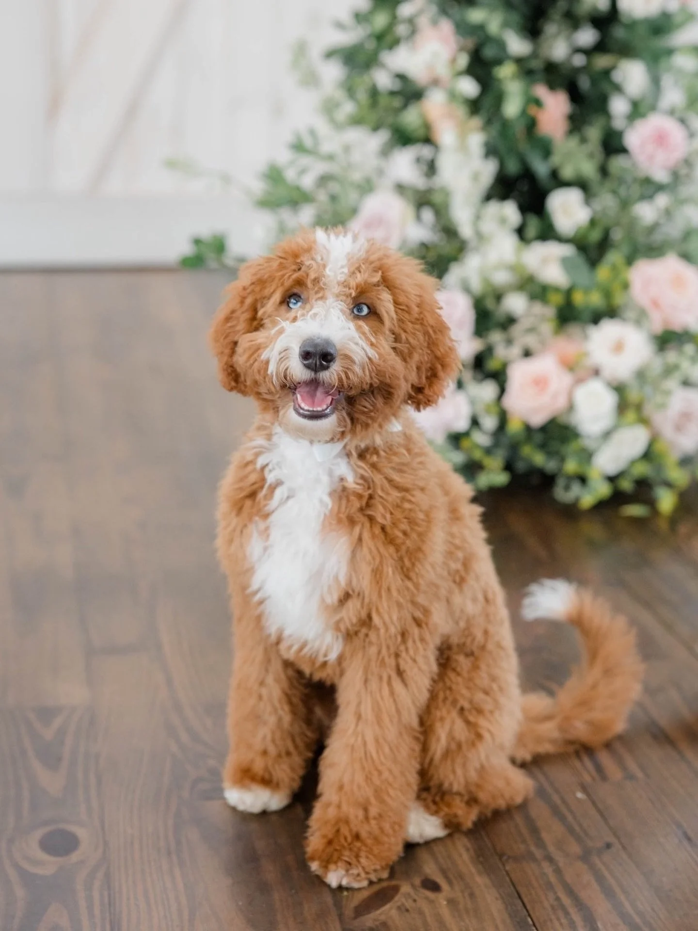 All pets welcome. Always.