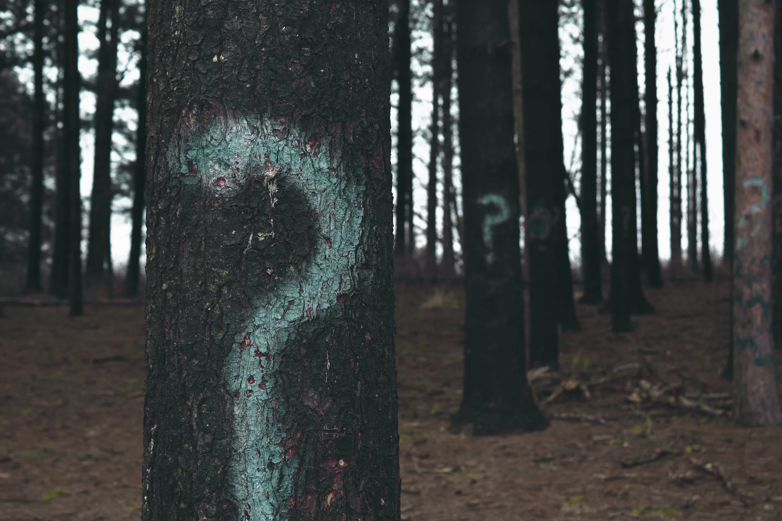 Who Is Jesus: A Good Man? A Prophet? A Liar? God?