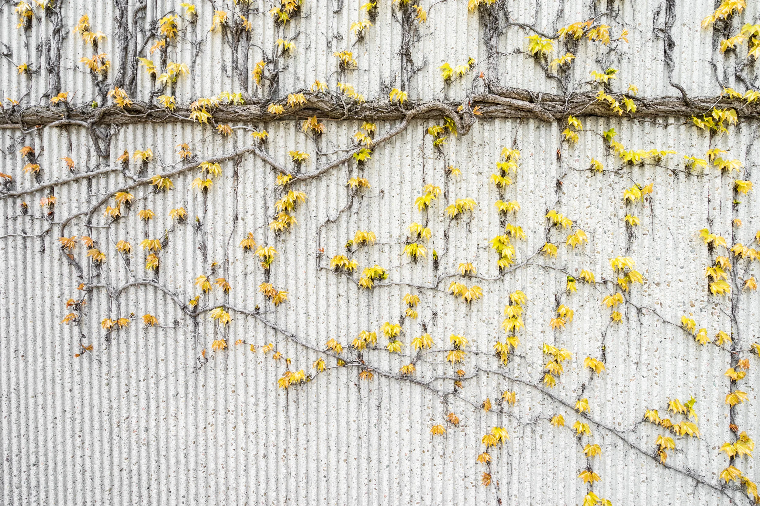 Meditations from John 15: The True Vine