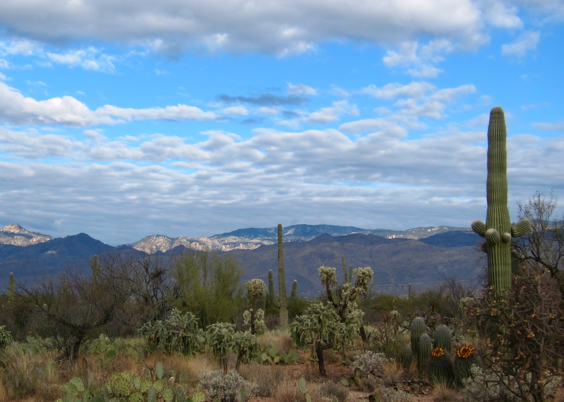 Saguaro NP