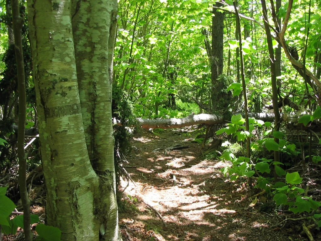 monhegan hiking forest.jpg