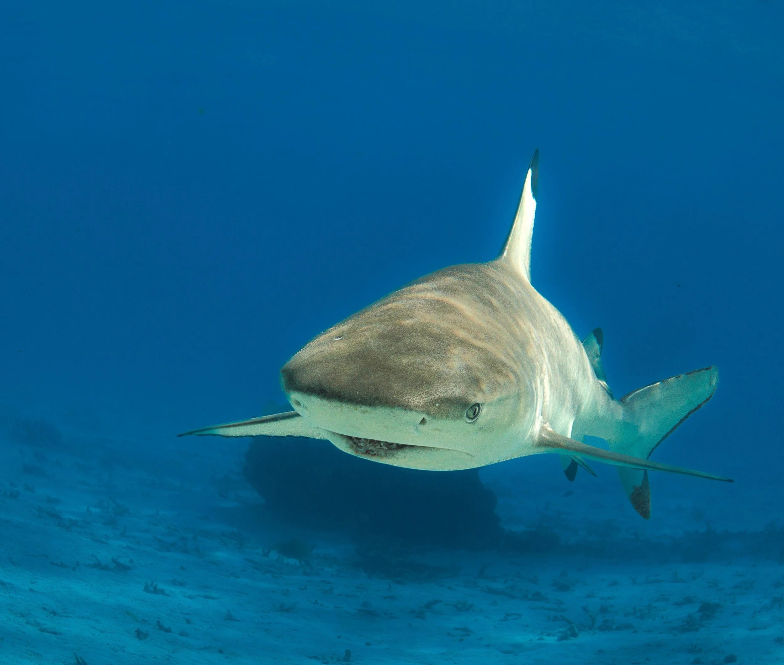 Sharky portrait