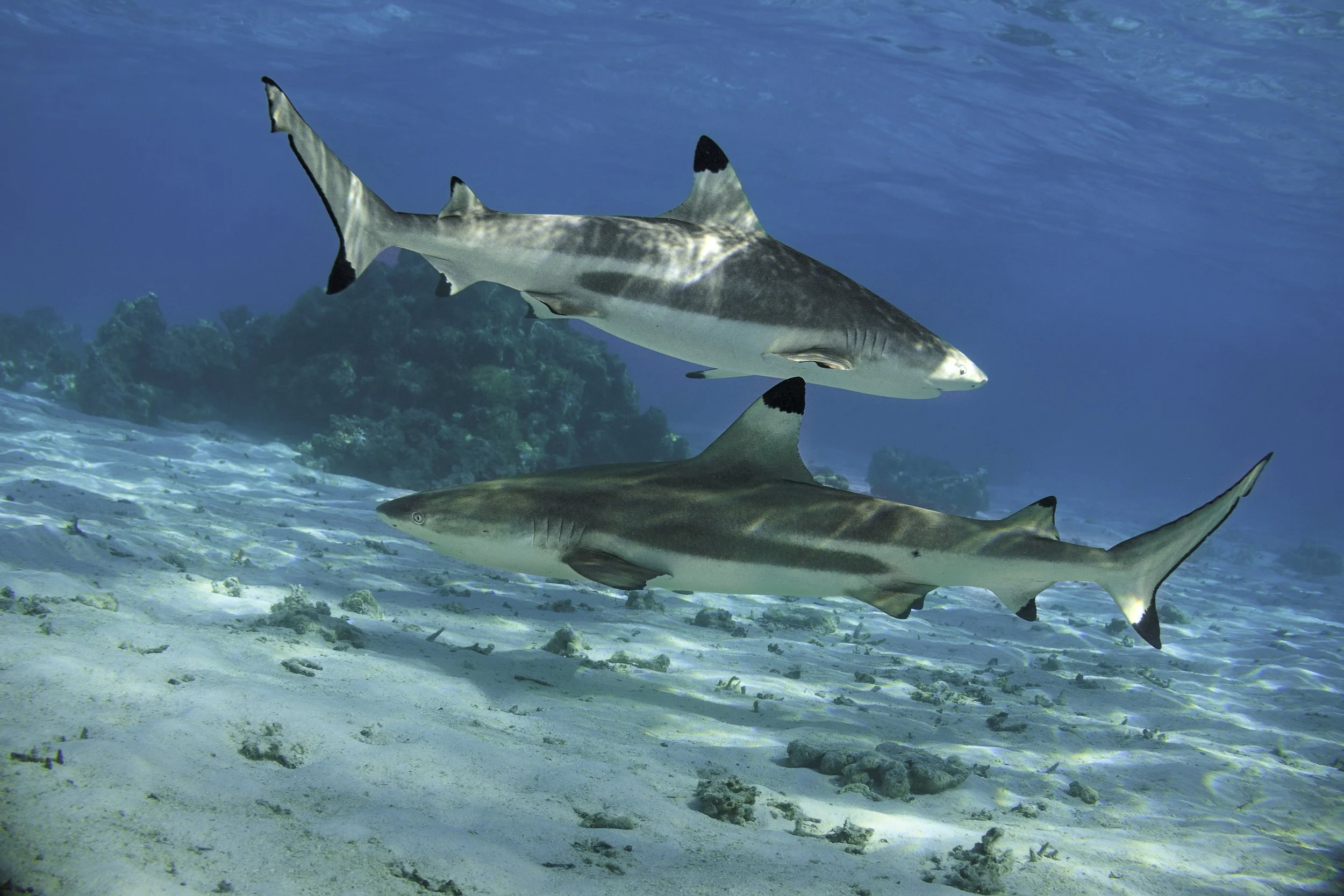 two Black tip Sharks
