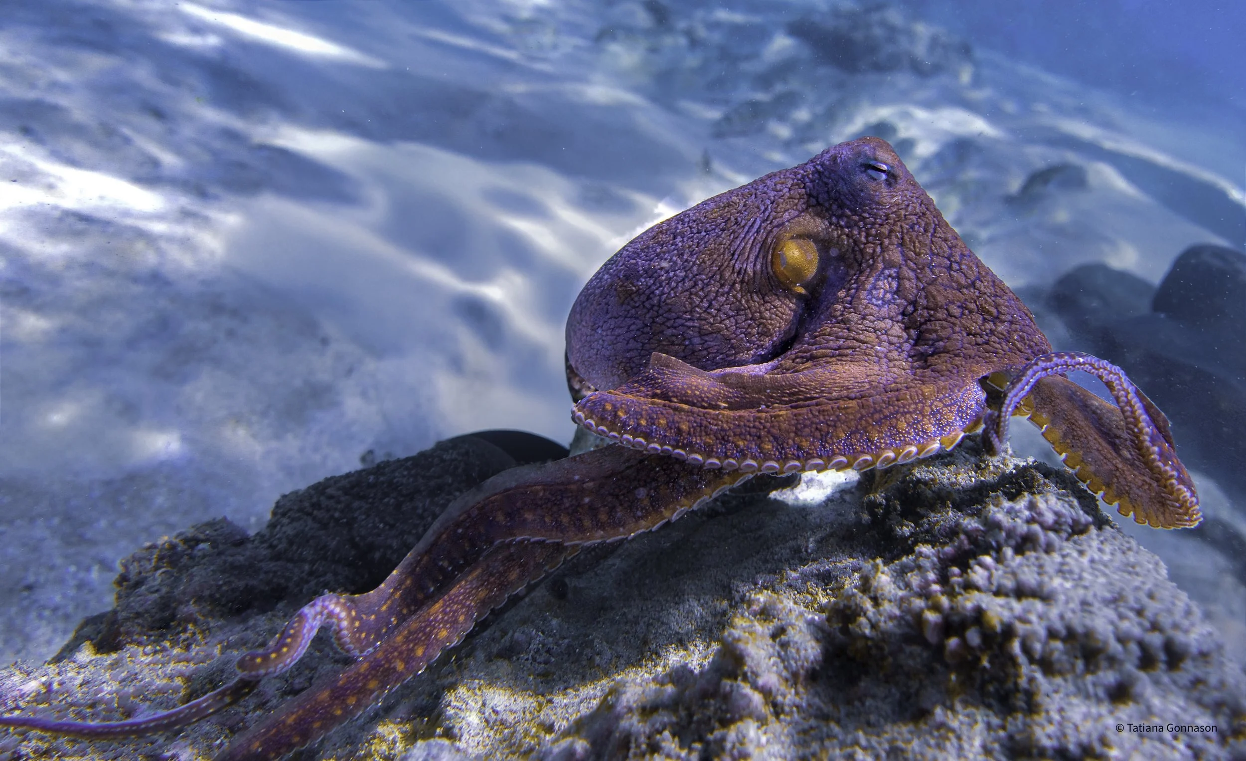 A purple beauty