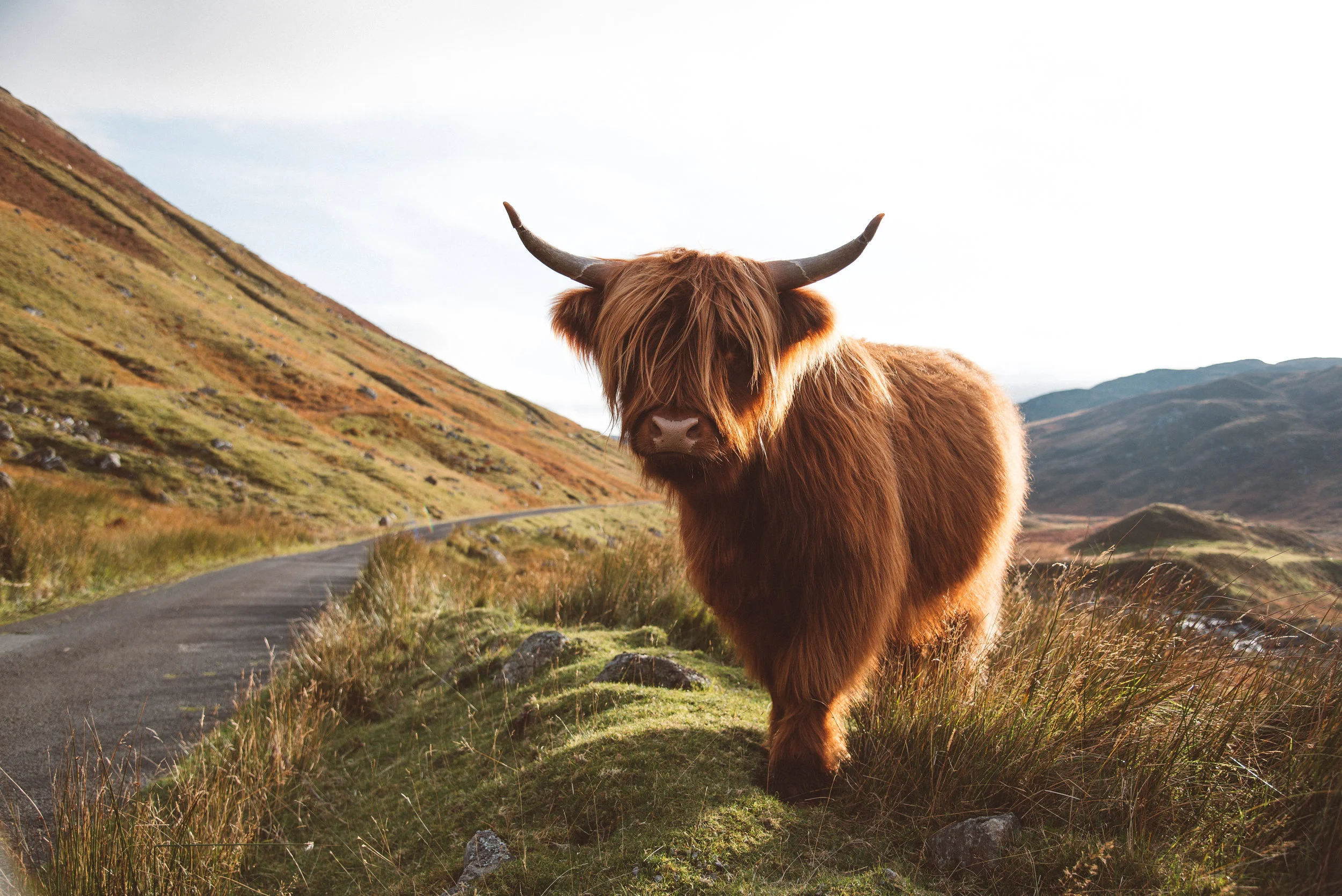 Highland Cow.jpg