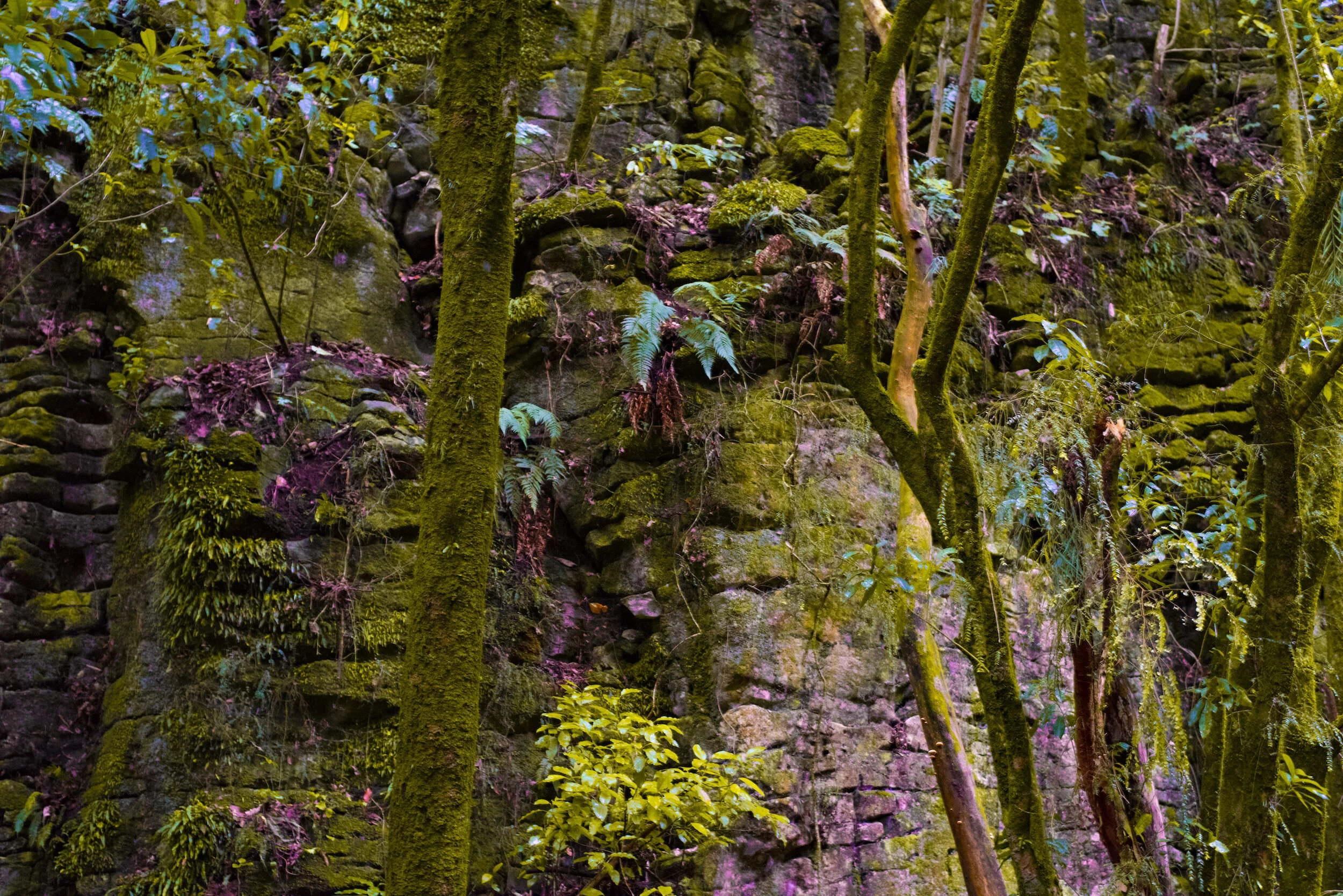nz-woods.jpg