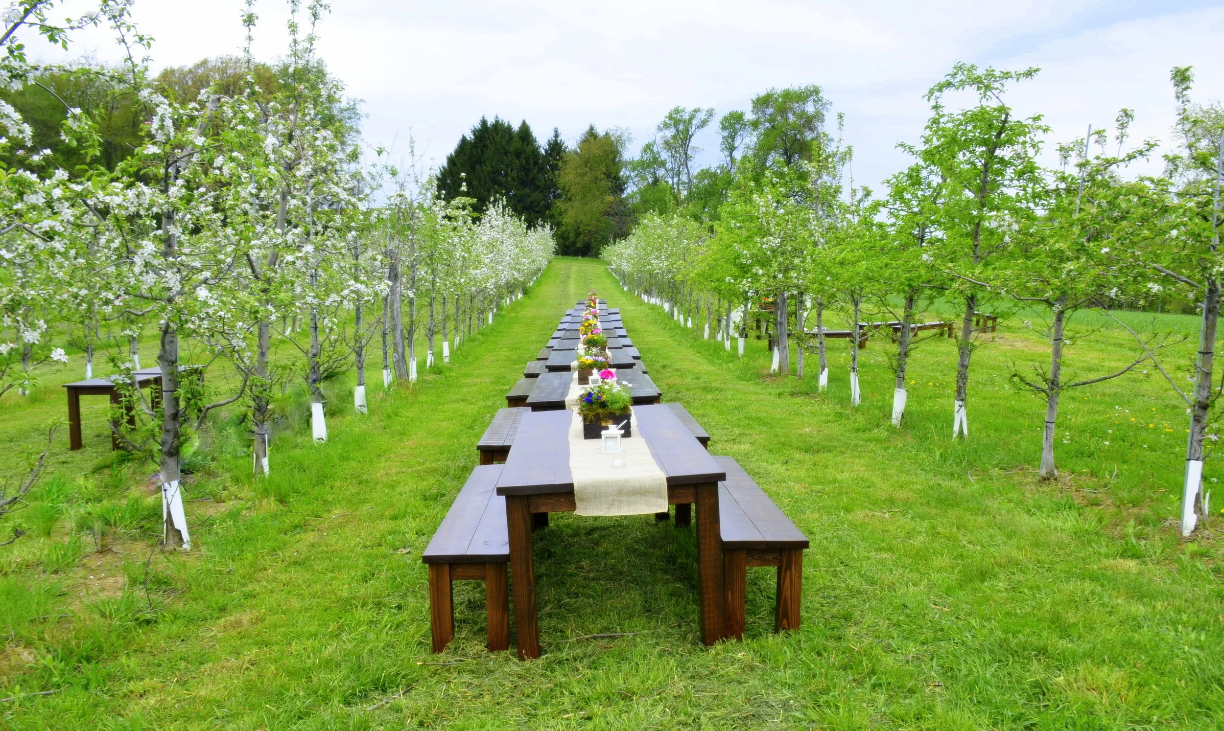 Apple Orchard Wedding