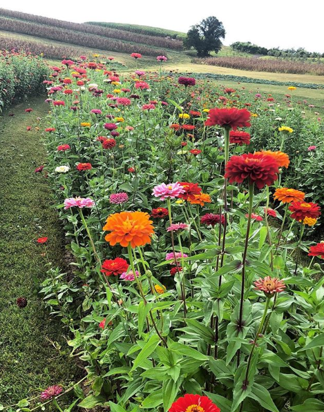 Zinnia Garden2.png