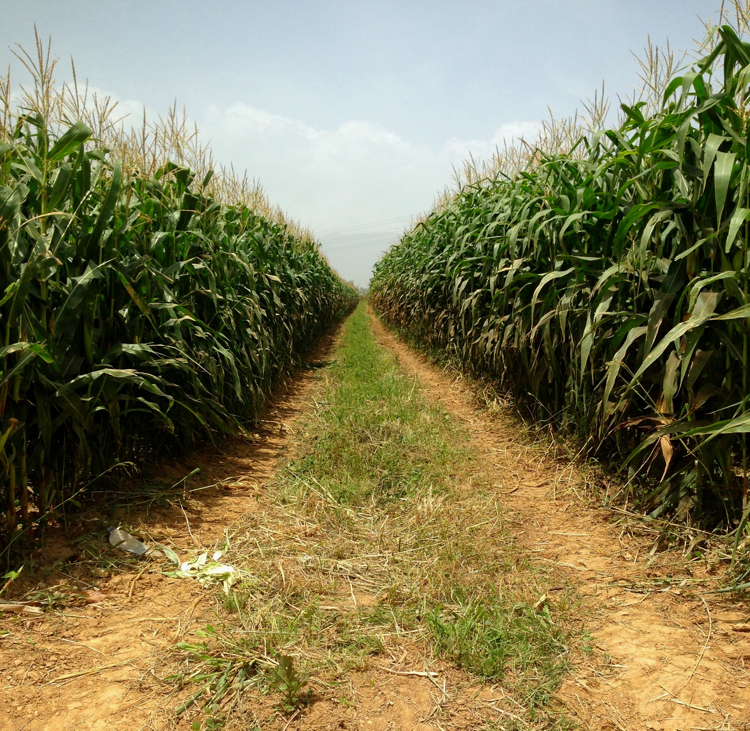 Rows of corn, Warrenville, Cunupia