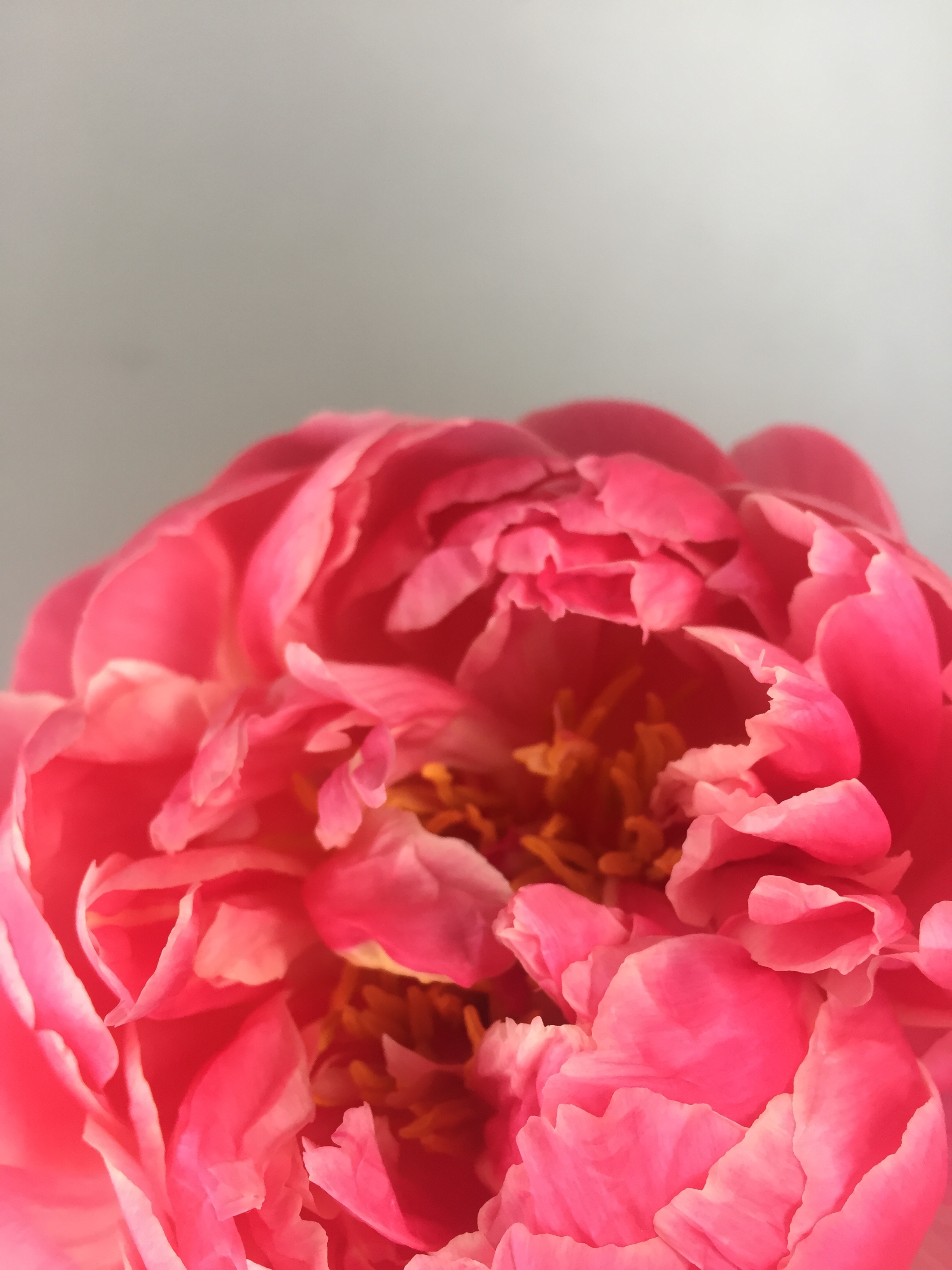 07508A21-F56B-4172-A4A8-580D3C6A811D.jpeg
