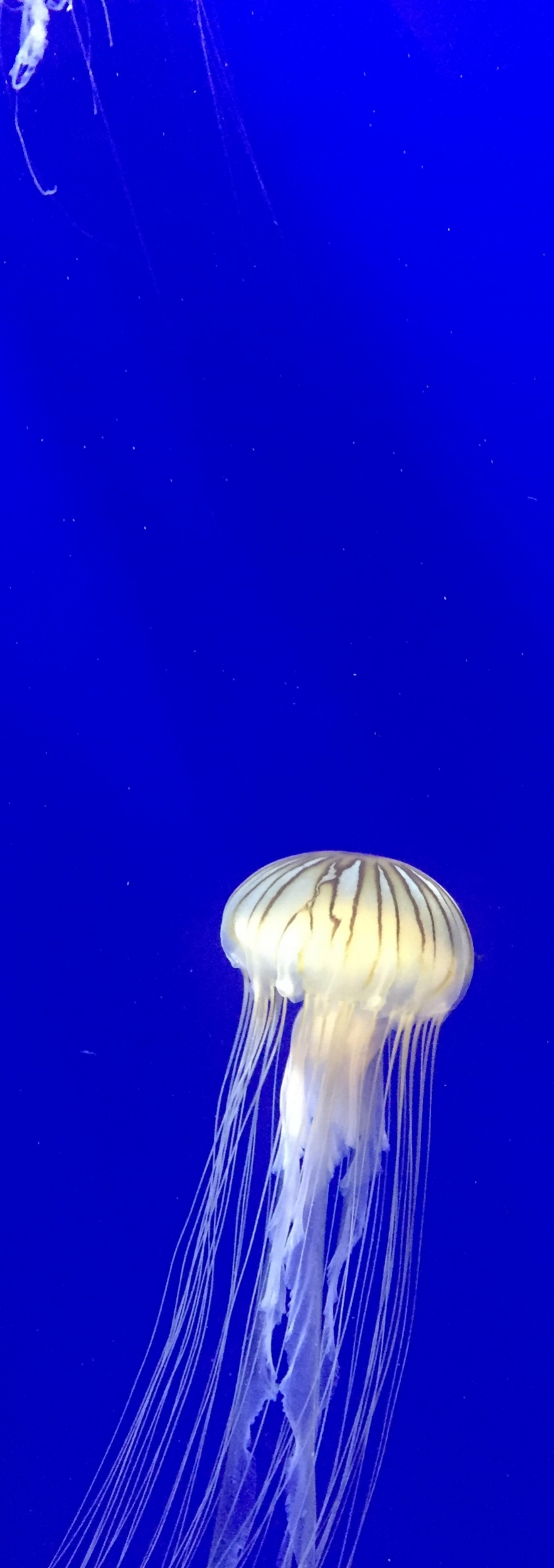 Jelly