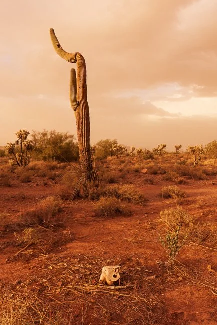 Cactus 2023 Update.jpg