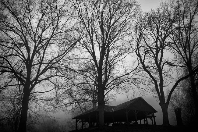 2014 North Park Trees.jpg