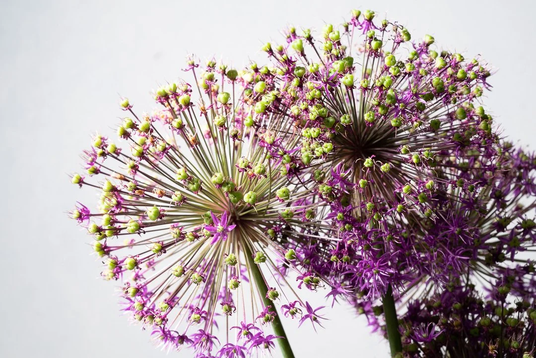 2020 Flower_-_DSC5093.jpg