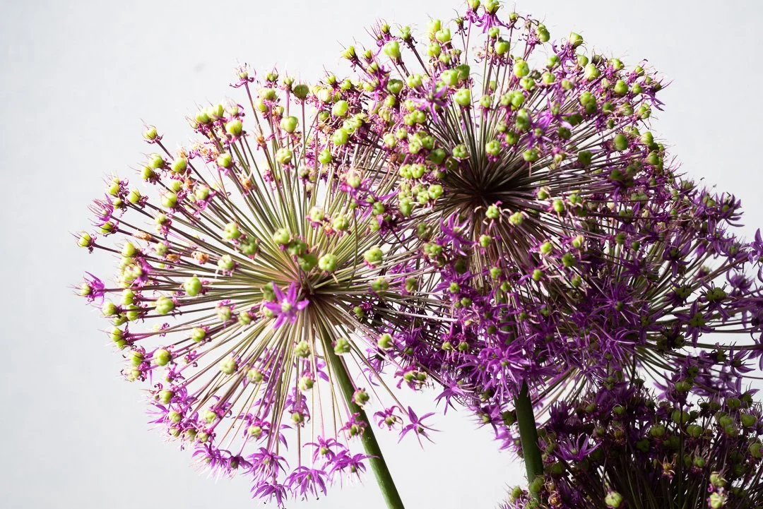 2020 Flower_-_DSC5094.jpg