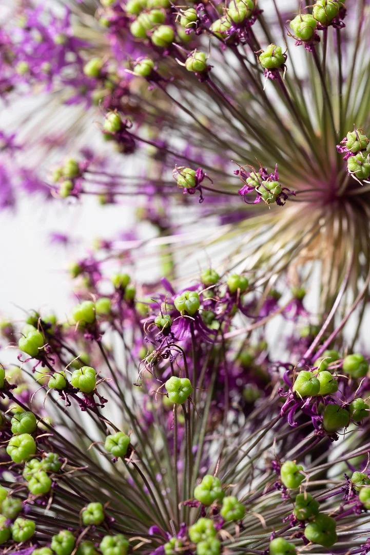 2020 Flower_-_DSC5102.jpg