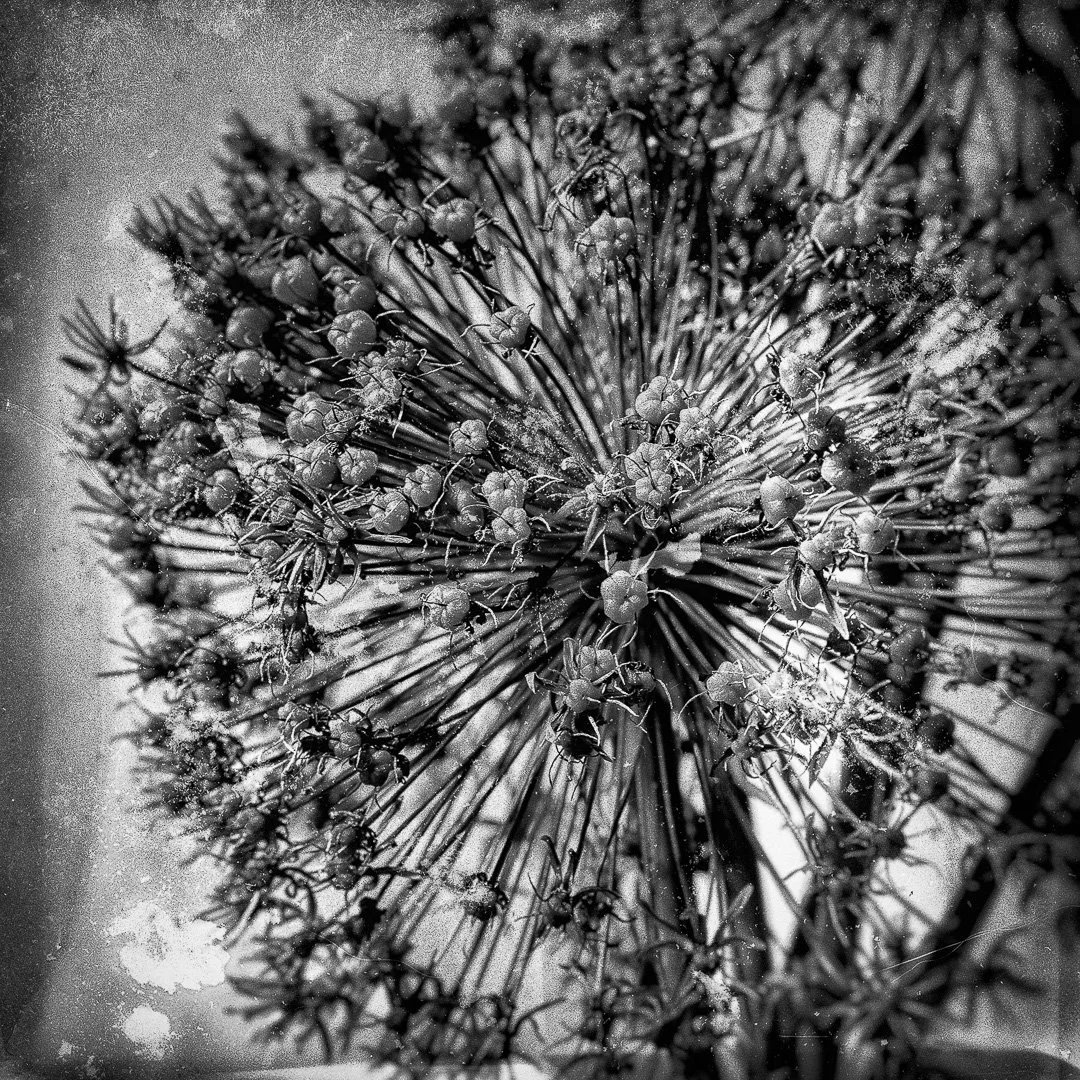 2020 Flower_-_DSC5098-Edit.jpg