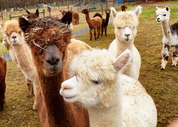 2019 Alpaca_Farm_Renfew_Alpaca_Farm_062 1 1.jpg