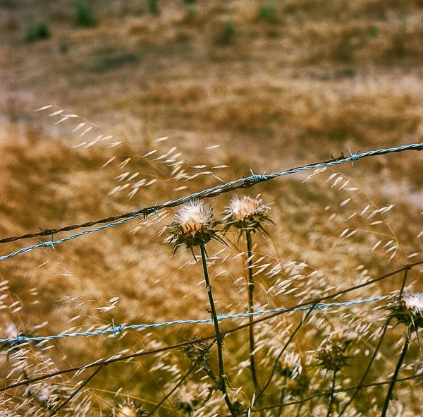 2019 Flower_in_the_Breeze-000419490004-Edit.jpg