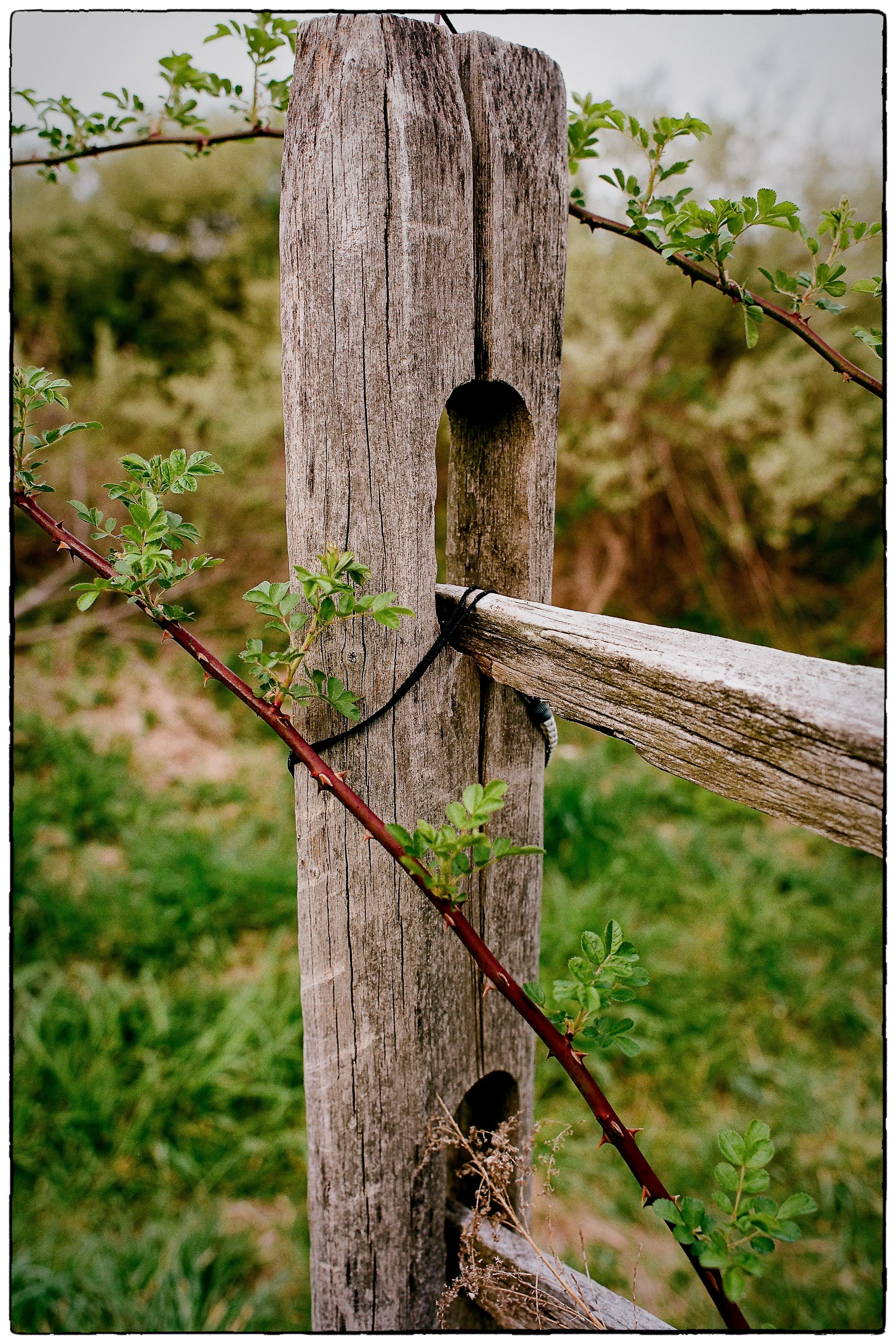Fence Post.jpg