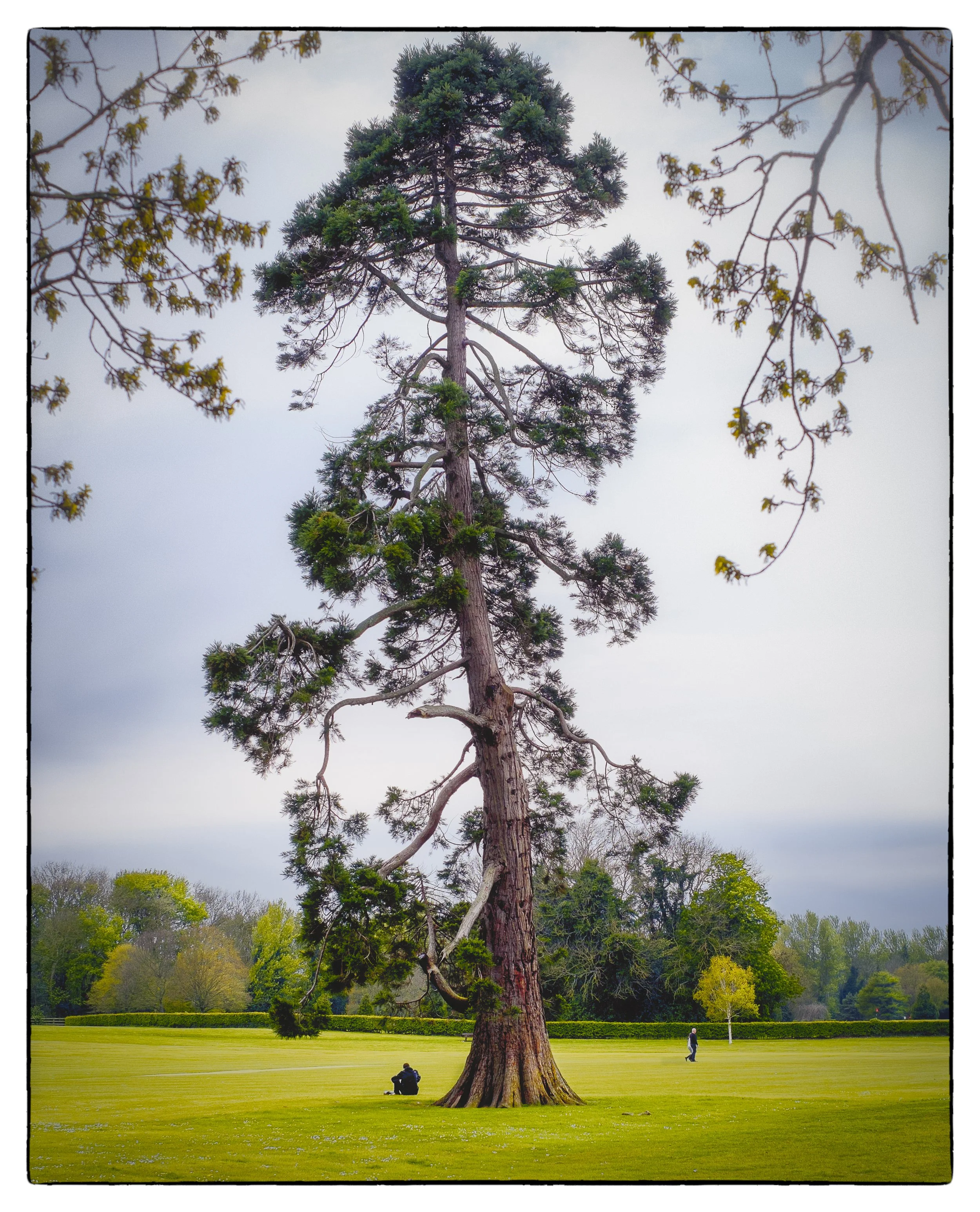 Malahide Tree Large.jpg