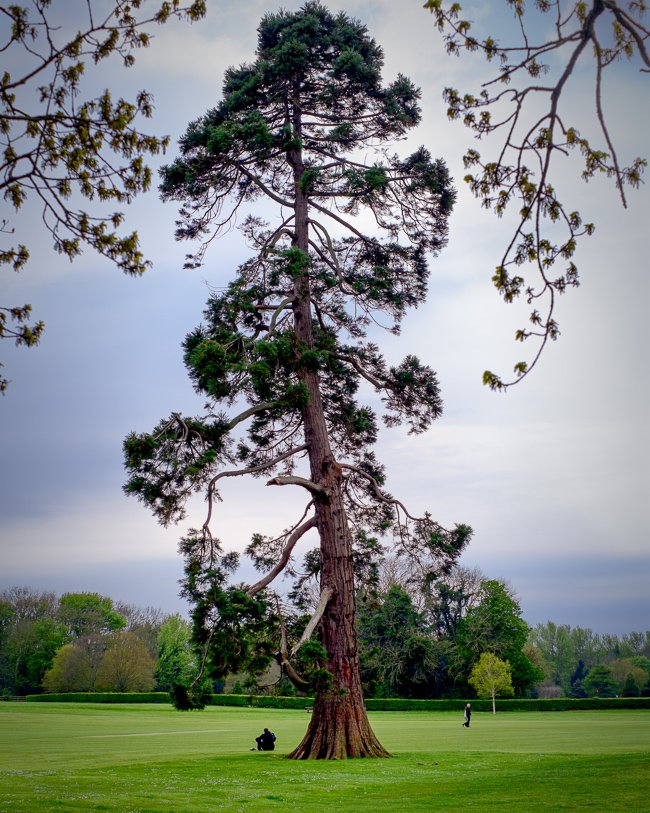 2014 Malahide Tree.jpg