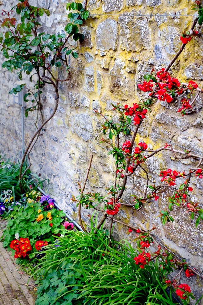 2014 Malahide Wallflowers.jpg