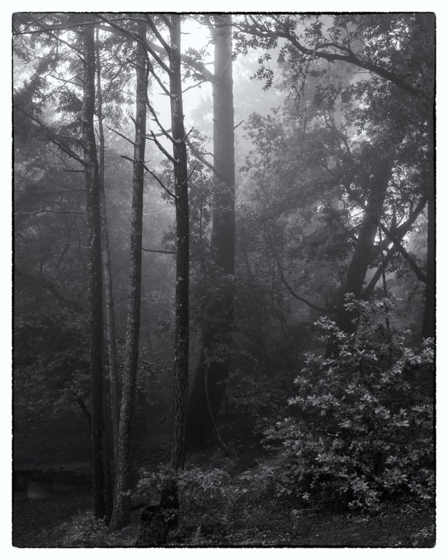 2014 Tamalpais High.jpg