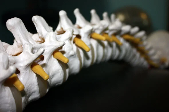 spine-chiropractic-nerves-bones.jpg