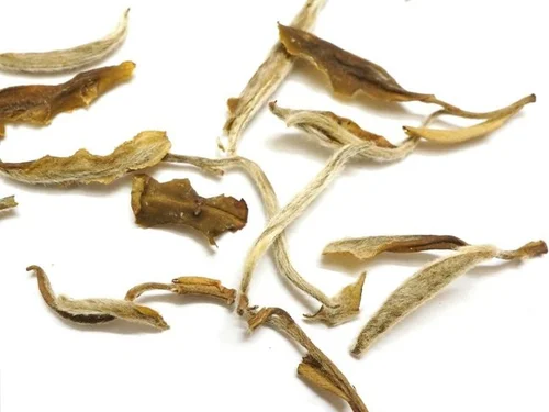 Aged Snowbud white tea