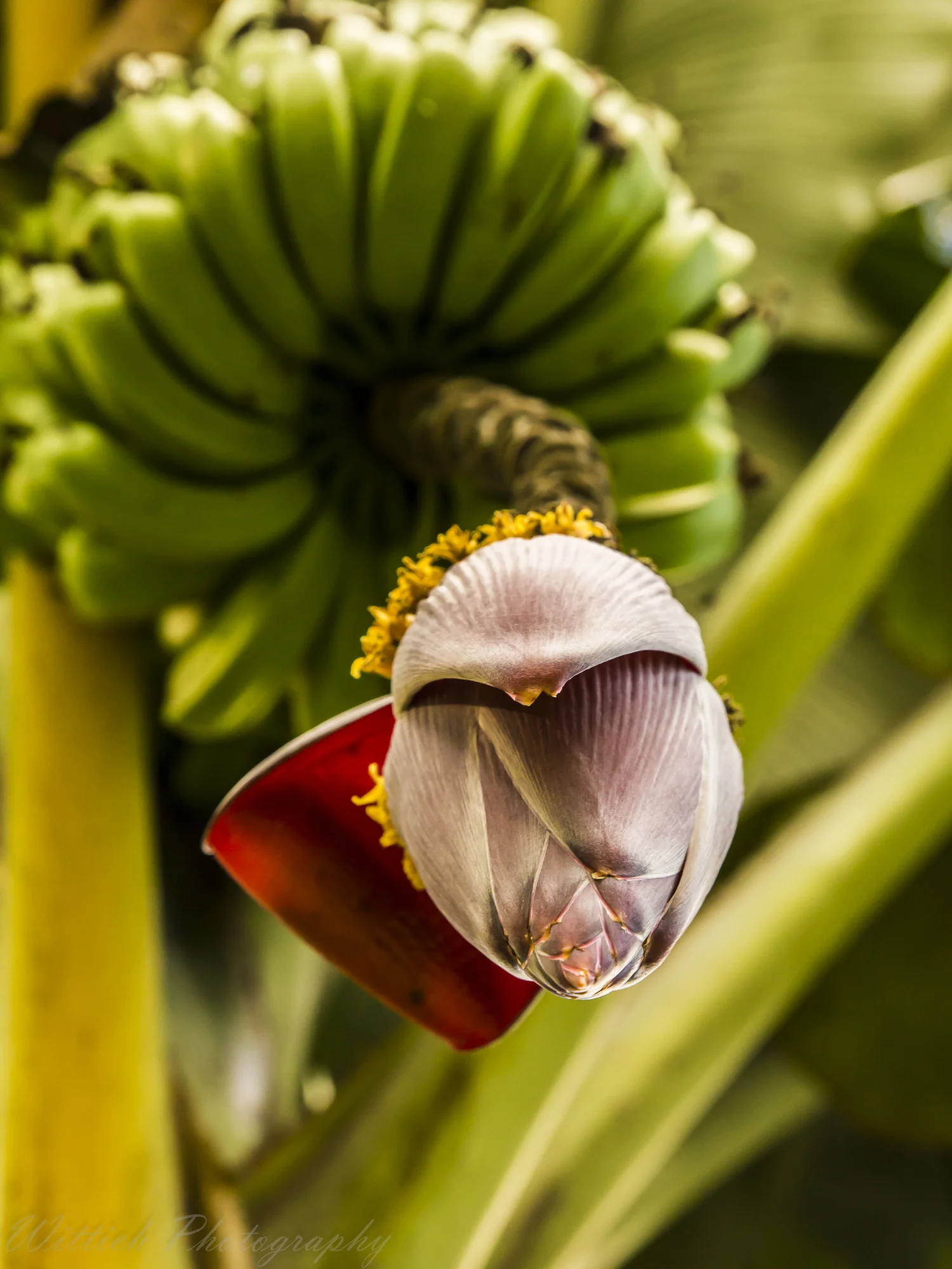 20180129-hawaii days 1-4_MG_1222.jpg