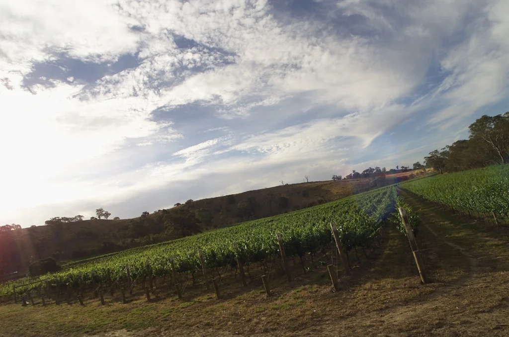 thumb_TALLAROOK033_1024 2.jpg