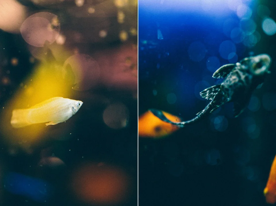 White molly & Plecostomus