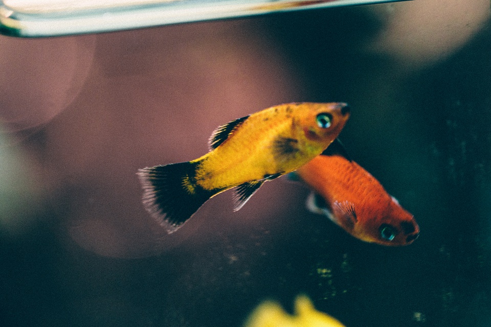 Yellow and black platy fish