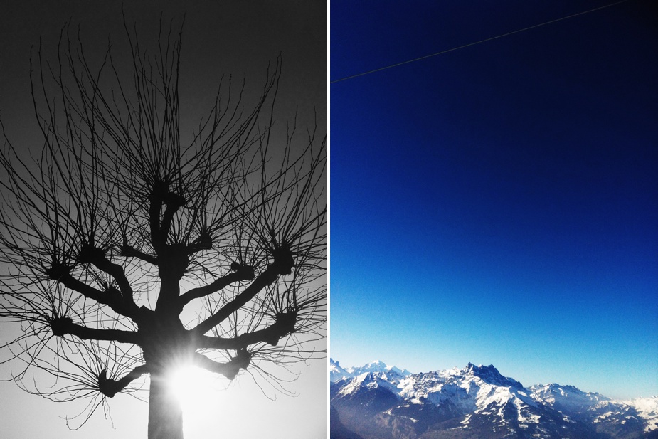 iphone VSCO cam tree & sky