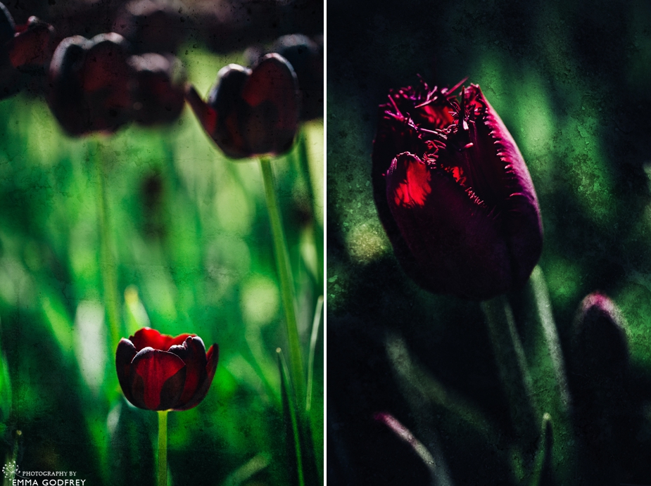 Morges-Fete-Tulipe-2014_0002.jpg