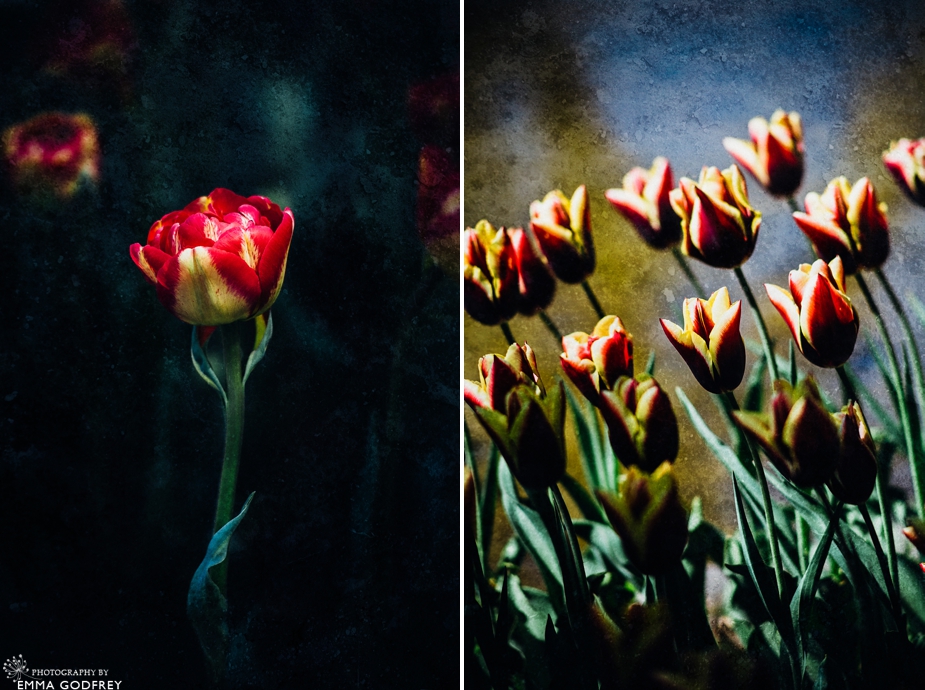 Morges-Fete-Tulipe-2014_0003.jpg