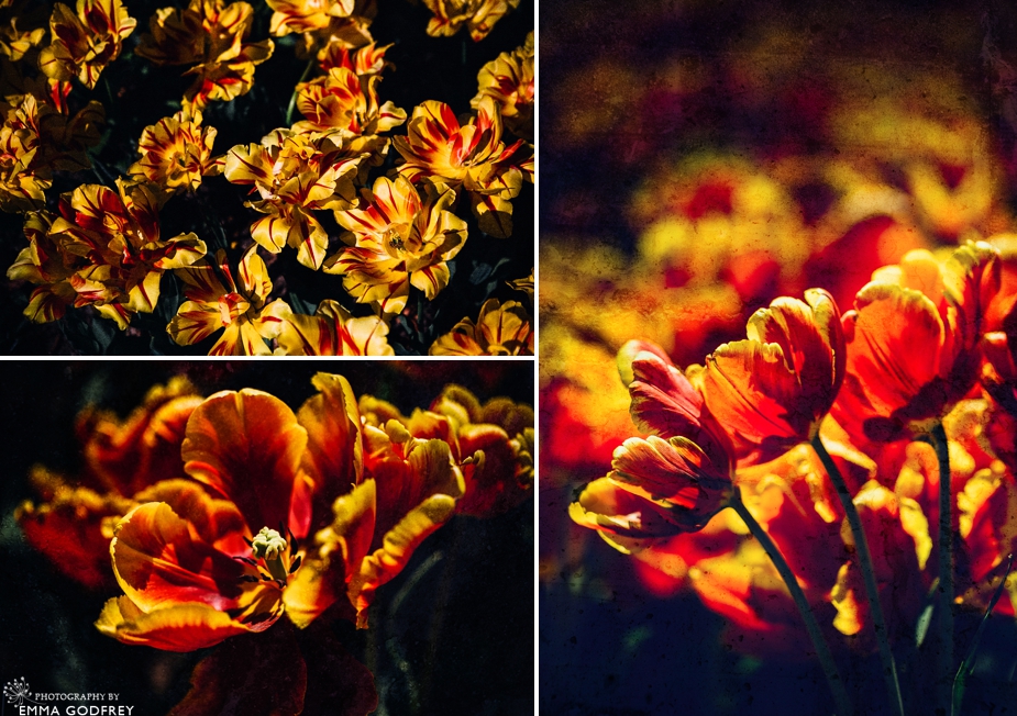Morges-Fete-Tulipe-2014_0004.jpg