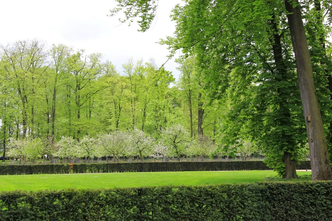 4 3 11 24 de boomgaard.JPG