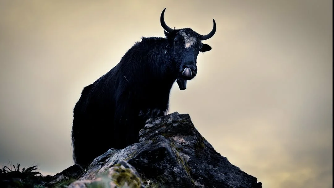 Some wildlife of Nepal. 

1. A yak surveys the valleys of the Annapurnas
2. Monkeys play around Swoyambhu Mahachaitya, Kathmandu
3. An inquisitive sheep take a short break from grazing the mountainous pastures of Mardi Himal