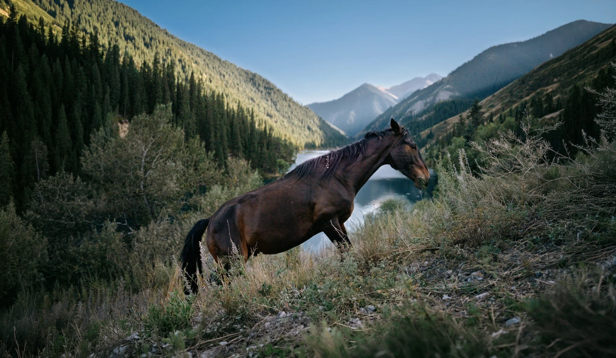 A wild horse grazes above Kolsai Lake, Kazakhstan.

This day trip from Almaty was unforgettable as it was our first time experiencing the striking natural beauty outside of the city.

#KolsaiLakes
#KazakhstanNature
#CentralAsiaTravel
#MountainViews
#