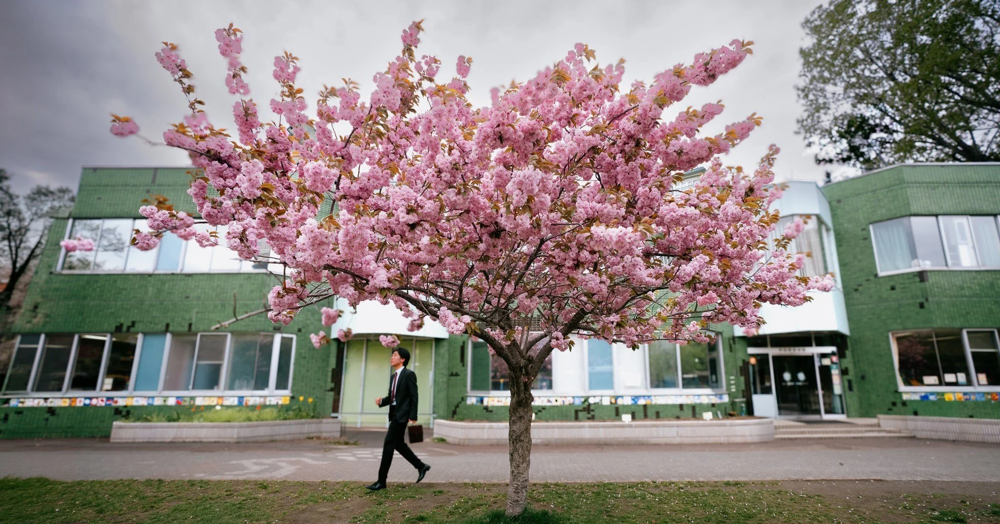 Sakura season in Hokkaido.