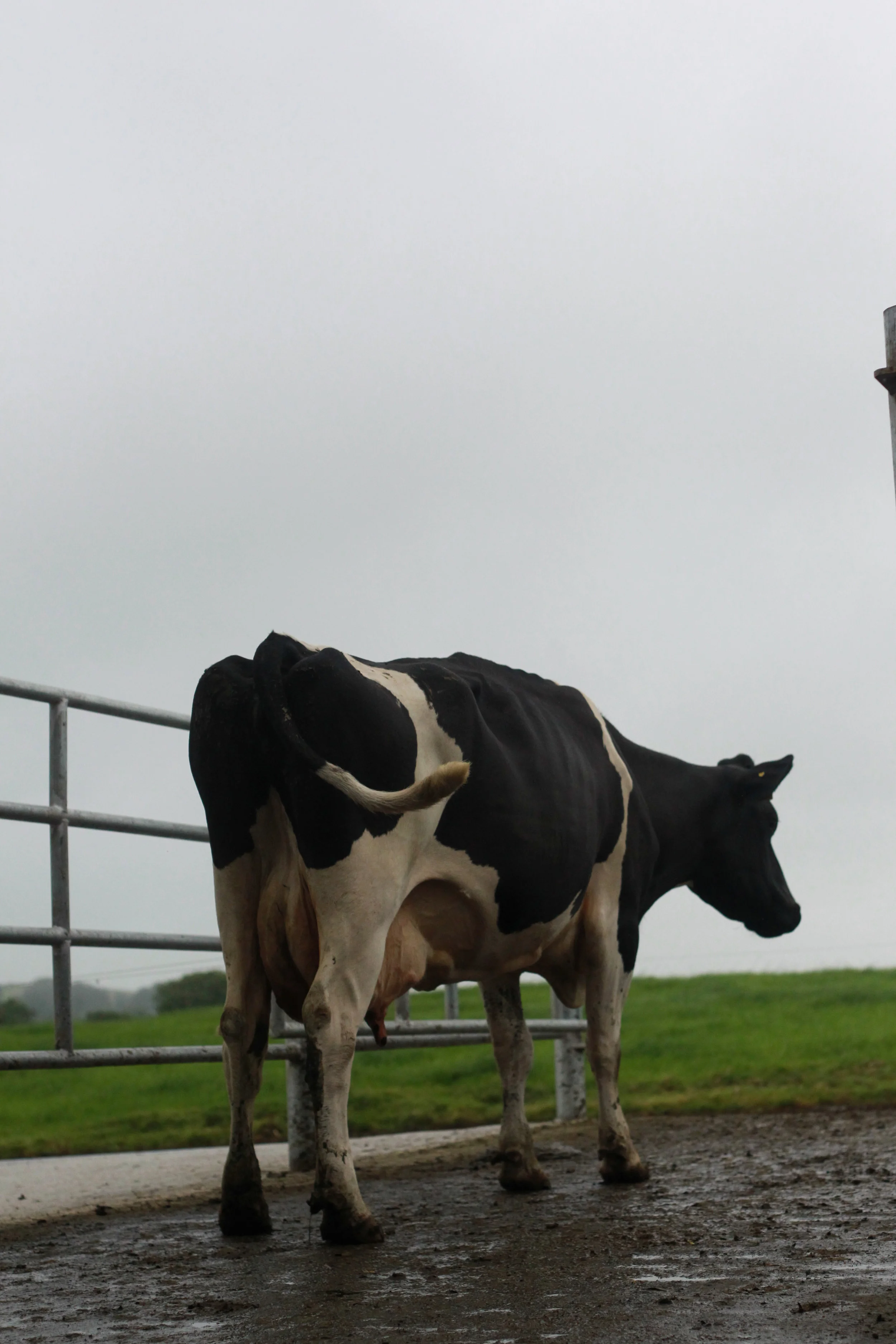 “We feel a healthy cow is a trouble free cow.”