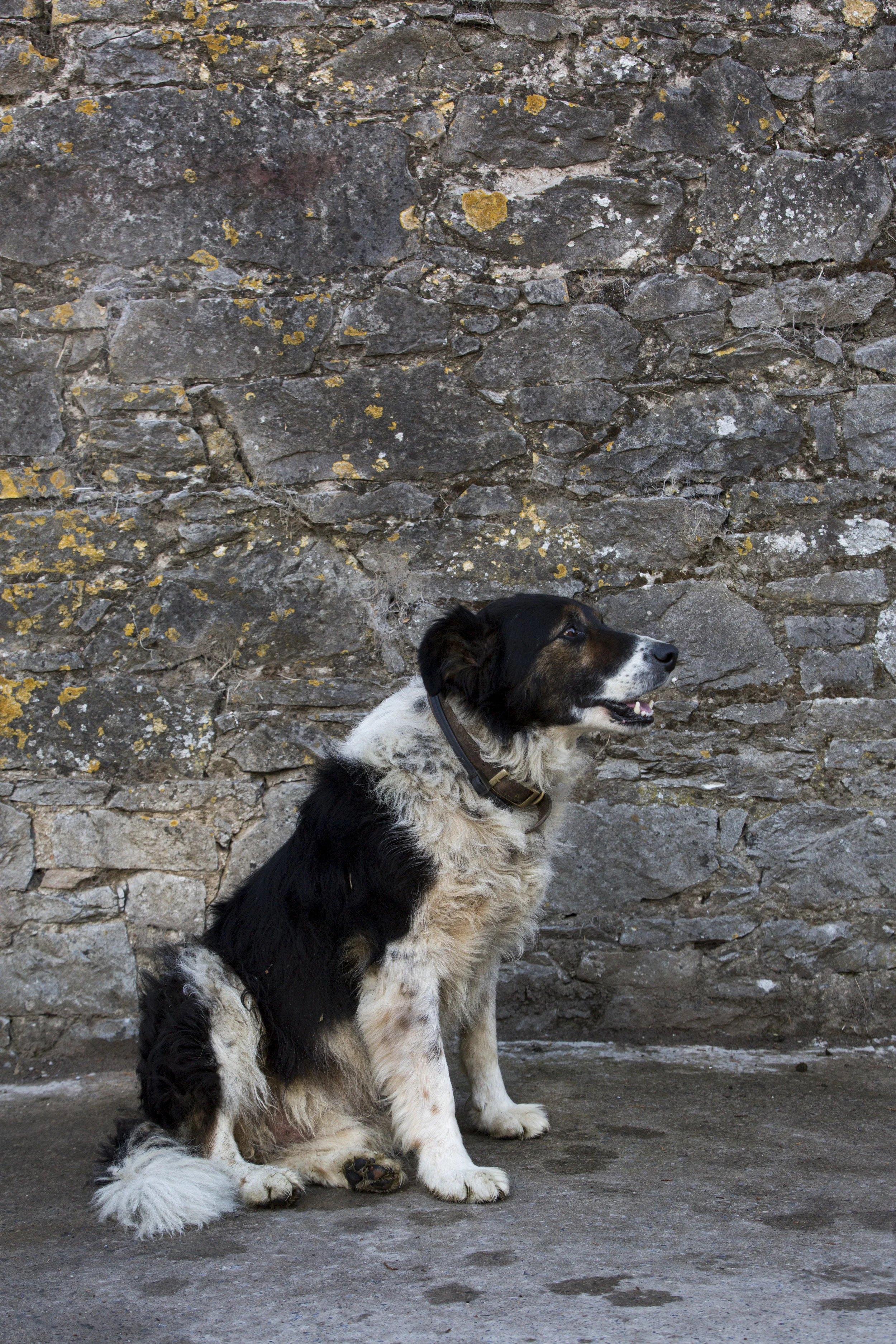 CMK_4_QMA_Tipperary_Walsh_088.jpg
