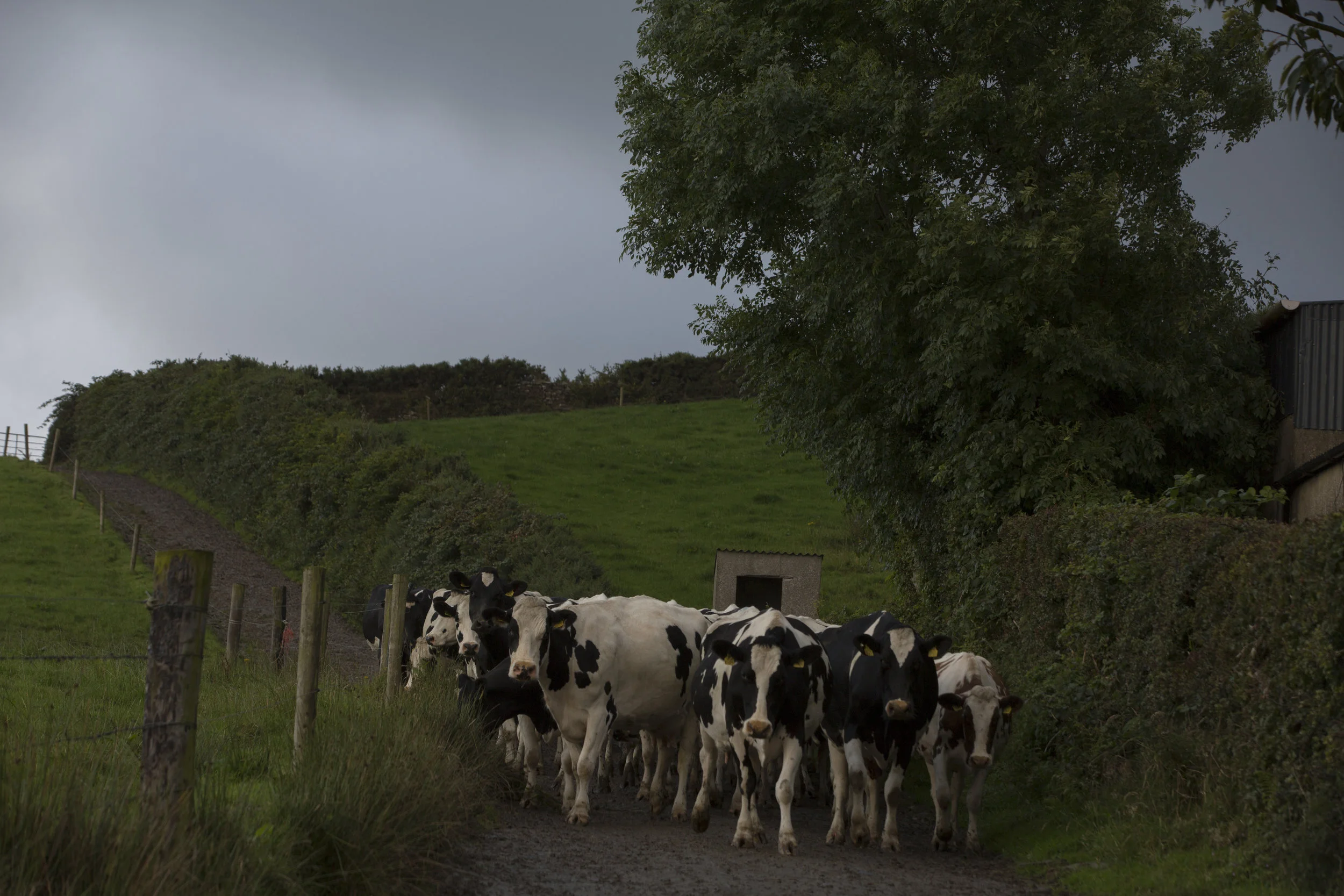 CMK_11_QMA_11_QMA_Donegal_Lynch_092.jpg