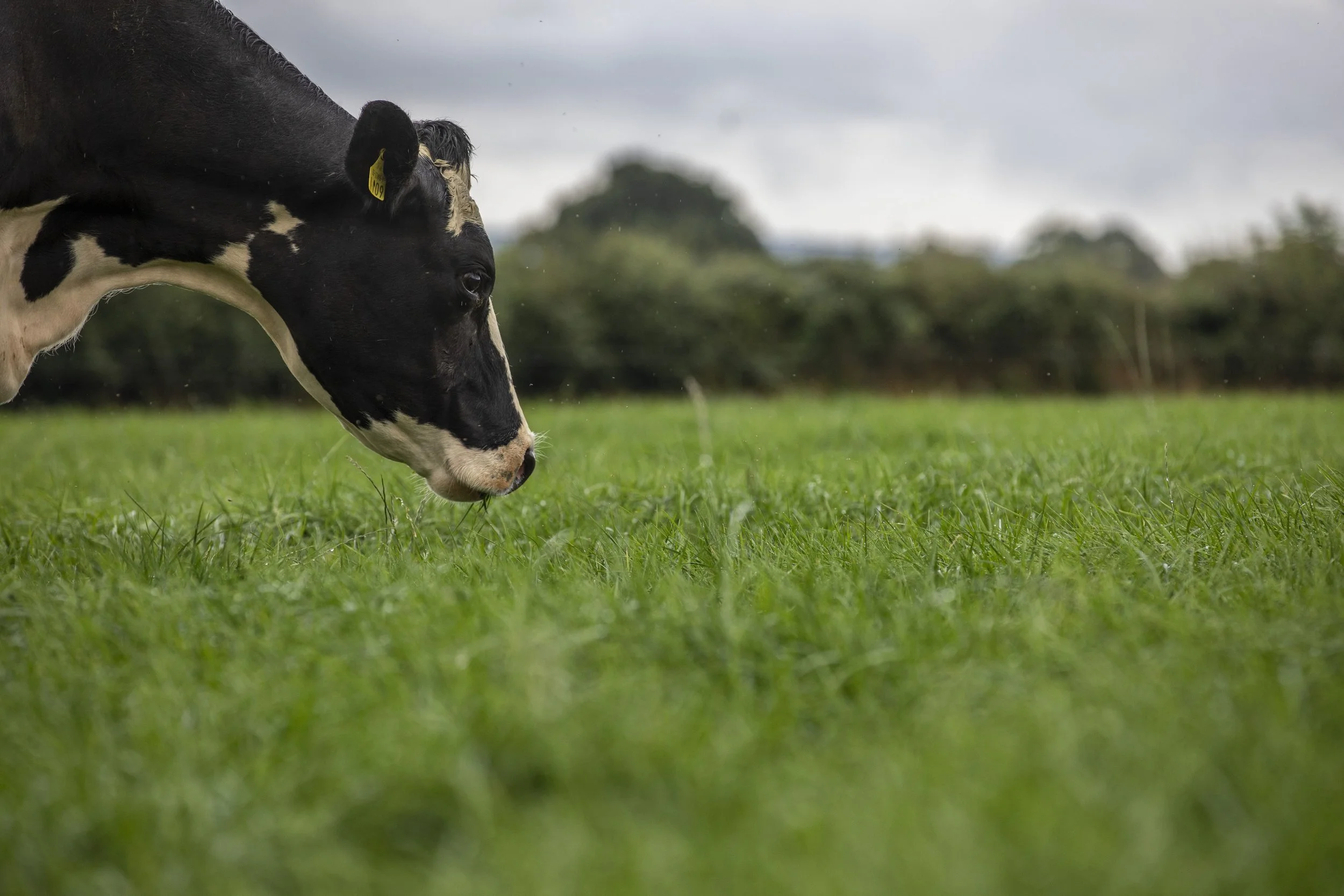 CMK_10_Arrabawn_Albie Ryan_Cappawhite_Tipperary0074-min.jpg