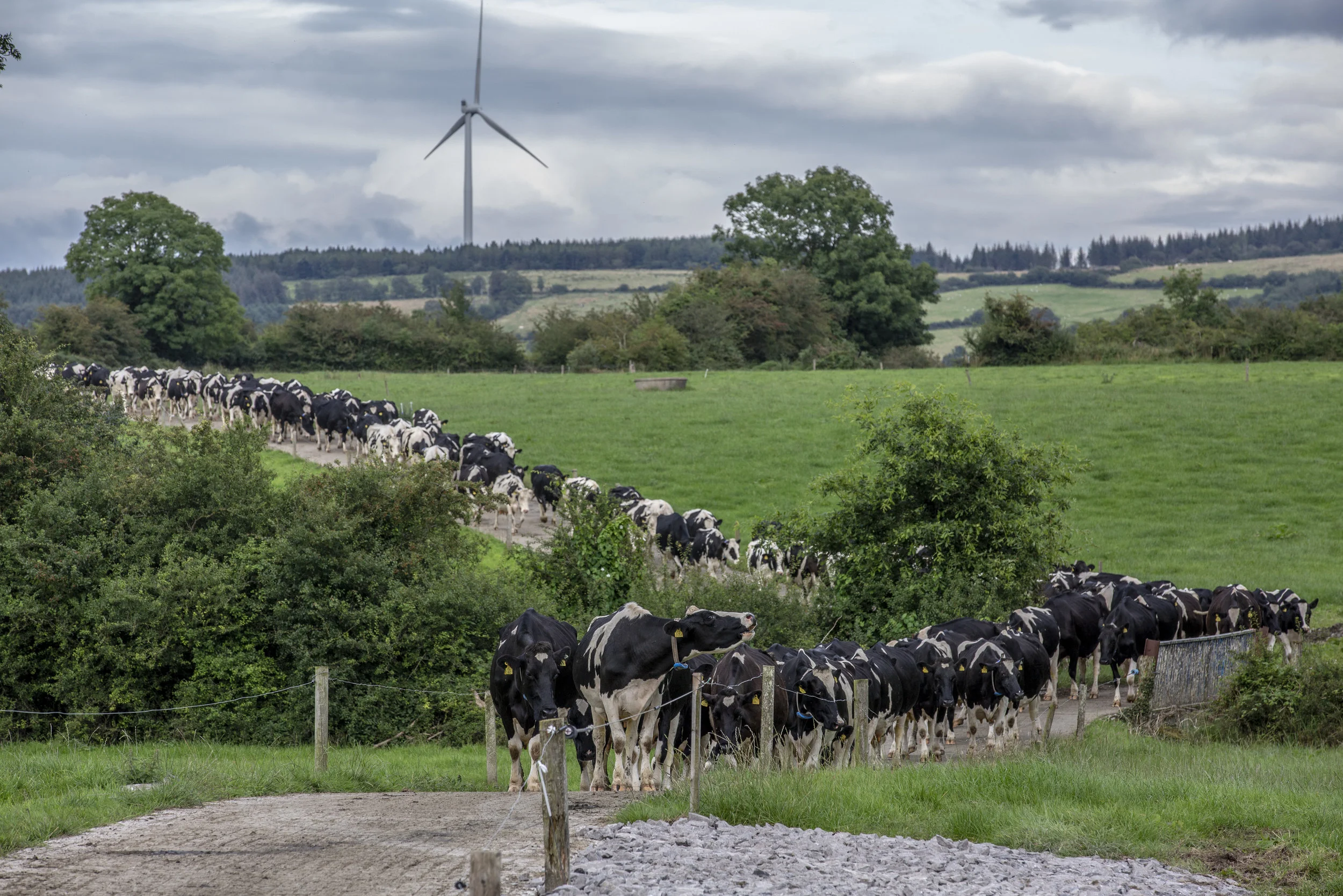 11_Michael Gunn_Aurivo_Stokestown_Roscommon_0160.jpg